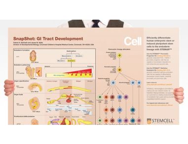SnapShot: GI Tract Development