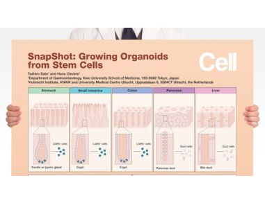 SnapShot: Growing Organoids from Stem Cells
