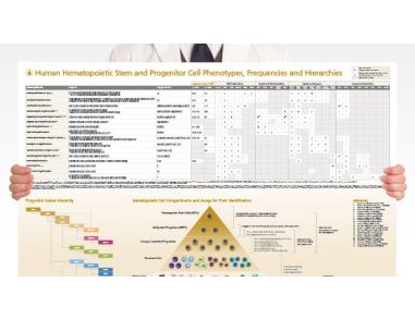Human Hematopoietic Stem and Progenitor Cell Phenotyping