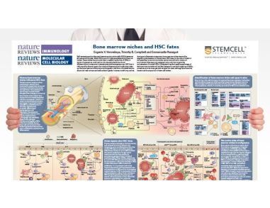 Bone Marrow Niches and HSC Fates