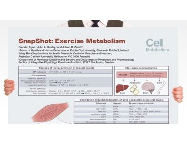 SnapShot: Exercise Metabolism