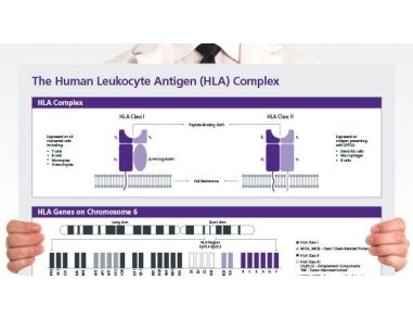 The Human Leukocyte Antigen (HLA) Complex