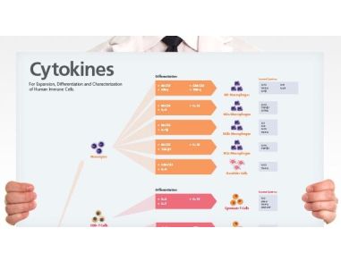 Human Immune Cytokines