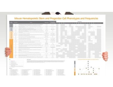 Mouse Hematopoietic Stem and Progenitor Cell Phenotyping
