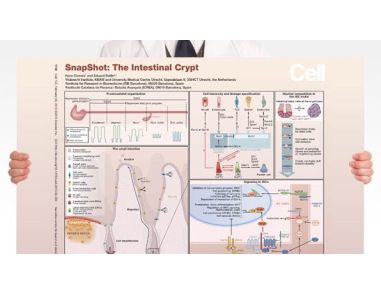 SnapShot: The Intestinal Crypt