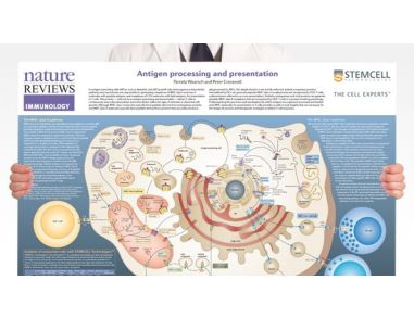 Antigen Processing and Presentation