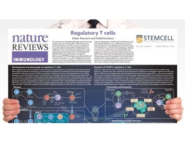 Regulatory T Cells