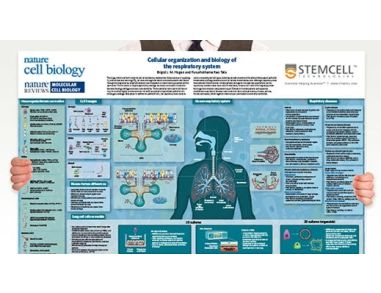 Cellular Organization and Biology of the Respiratory System
