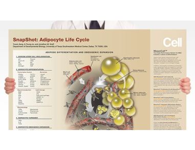 SnapShot: Adipocyte Life Cycle