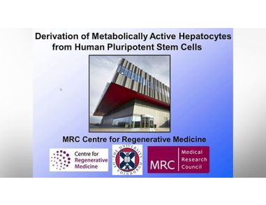 Derivation of Metabolically Active Hepatocytes from Human Pluripotent Stem Cells