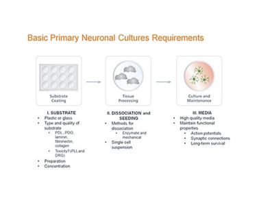 Standardized Primary Neuronal Culture with NeuroCult™ SM