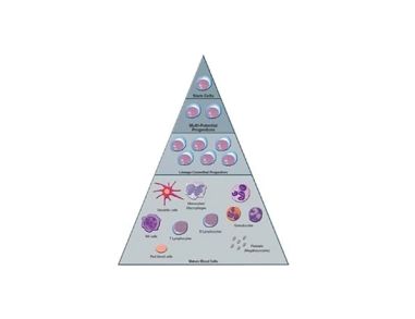 Assays for Hematopoietic Stem and Progenitor Cells in Cord Blood