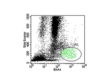 Potential Applications of ALDH Bright Cells In Regenerative Medicine