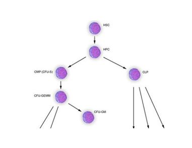 Cytokines and Lineage Choice in Stem Cell Differentiation