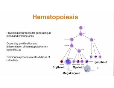Customizing the Hematopoietic CFC Assay In Drug Development