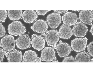 AggreWell™ - A New Technology for Uniform Embryoid Bodies