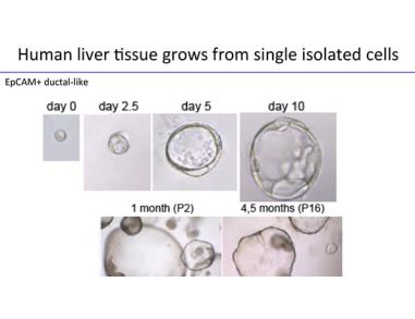 From Stem Cells to Organoids: Modeling the Gastrointestinal Tract
