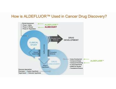 ALDH+ Cancer Precursor Cells in Drug Response Prediction