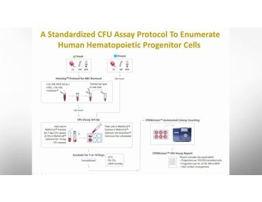 Optimization and Standardization of the Colony-Forming Unit Assay for Hematopoietic Progenitor Cells
