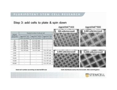 Animal Component-Free hPSC Differentiation to Multiple Lineages