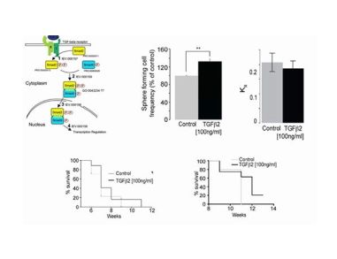 Identification and Characterization of Neural Stem Cells: Why is This so Darned Difficult?