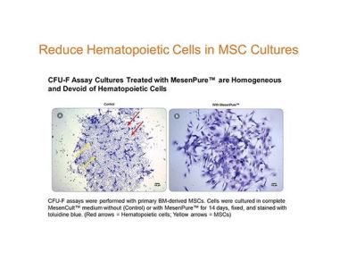 Tips & Techniques for Highly Enriched Mouse MSC Cultures As Early As Passage 0