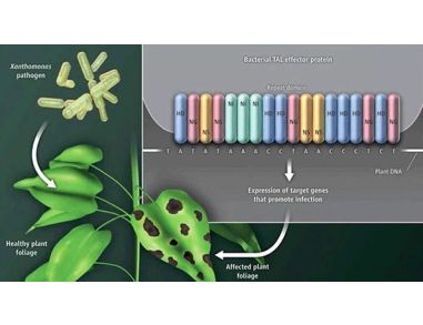 Genome Editing From Modeling Disease to Novel Therapeutics