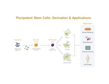 Modeling Human Neurological Disease with Induced Pluripotent Stem Cells