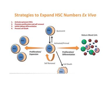 New Tools for the Ex Vivo Expansion of Human Hematopoietic Stem and Progenitor Cells