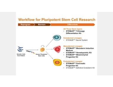 STEMdiff™ Kits for Robust and Efficient Differentiation of hPSCs to Multiple Cell Types 