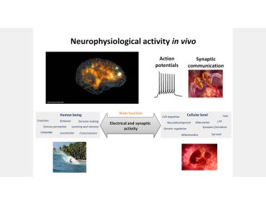 BrainPhys™ Medium Supports the Physiological Activity of Neuronal Tissue in vitro