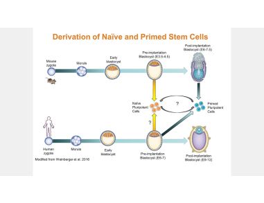 Human Naïve-Like Pluripotent Stem Cell Generation and Maintenance