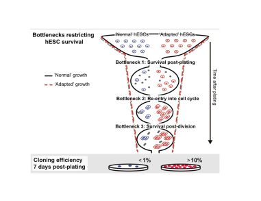 Genetic Stability of Human Pluripotent Stem Cells