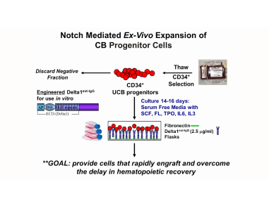 Targeting Self-Renewal Function in Normal Hematopoietic and Leukemic Stem Cells