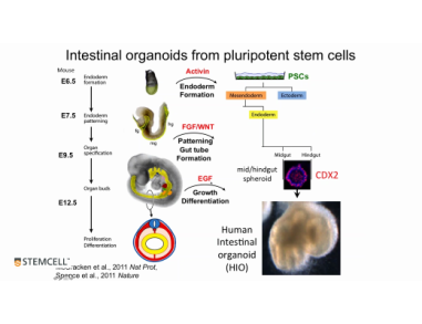 Modeling Human Gastrointestinal Development and Disease Using Pluripotent Stem Cells
