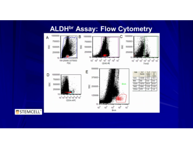 Development and Validation of a Rapid ALDHbr-Based Cord Blood Potency Assay