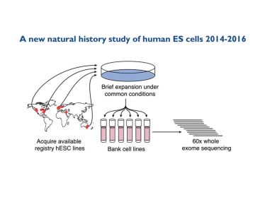 Whole Exome Sequencing Reveals Selective Pressures and Dominant Negative Mutations in hPSC Cultures