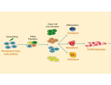 Highly Efficient Single-Cell Human Pluripotent Stem Cell Cloning and Robust Cardiomyocyte Differentiation