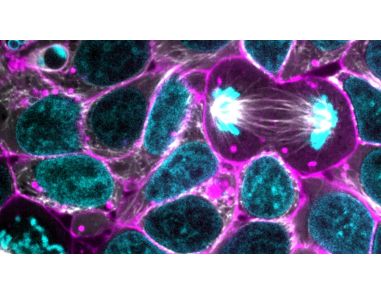 Using CRISPR/Cas9 to Model Stem Cell Organization and Dynamics