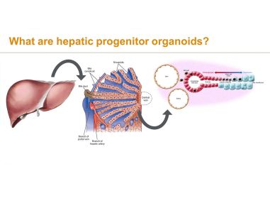 Adding Hepatic Organoids to Your Research