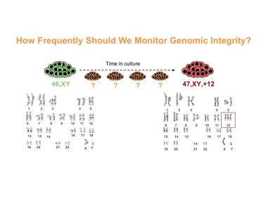 Maintaining and Assessing High-Quality hPSC Cultures