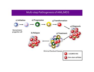 Identification of Stem Cells in Myeloid Malignancies - Opportunities for Discovery and Translation