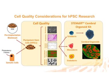 hPSC Quality: Essential Considerations for Gene Editing, Cloning, Maintenance and Disease Modeling