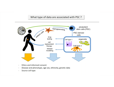 Data Quality and Standards for Pluripotent Stem Cells