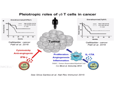 T Cell Differentiation and Cancer Immunity