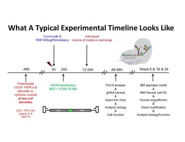 Gene Targeting in Hematopoietic Stem Cells for Basic and Translational Research