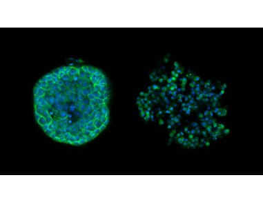 Drug Screening and Phenotypic Analysis in a Microwell-based 3D Cell Culture System