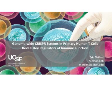 Re-imagining CRISPR Technology for Use with Primary Immune Cells: New Insights for Cell-Based Immunotherapy Research