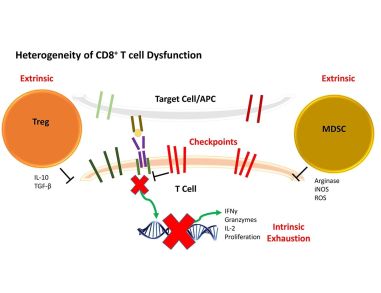 CD8+ TILs and Breast Cancer: Identifying New Opportunities for Immunotherapeutic Intervention