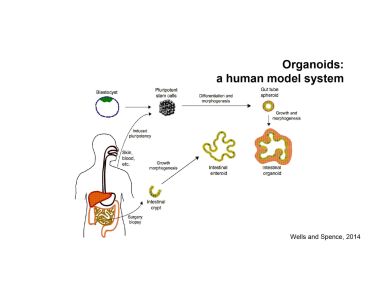 Dr. Heather McCauley discusses the use of hPSC-derived intestinal organoids to study intestinal deficiencies.